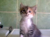Ofer spre adoptie 3 pisoi mici