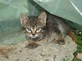 Ofer spre adoptie 5 pui de pisica