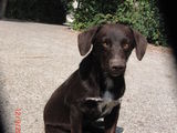Ofer spre adoptie catel