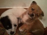Ofer spre adoptie catelusa metis de talie mica