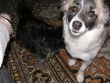 Ofer spre adoptie catelusa sterilizata