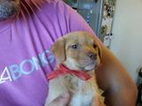 ofer spre adoptie catelusi talie mica/medie