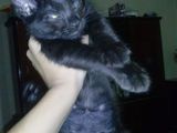 Ofer spre adoptie motanei