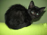 Ofer spre adoptie pisica metisa