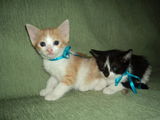 Ofer spre adoptie pui pisici