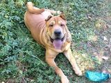 Ofer spre Monta Mascul Shar Pei