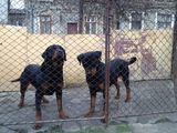 Ofer spre vanzare doua femele rasa Rottweiler