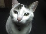 OFER URGENT pisici spre adoptie