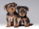 Ofeta Speciala ! Vand 2 pui de Yorkshire Terrier