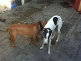 ogar englez de vanatoare cu pedigree