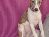 Ogar pitic englez Whippet