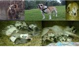 Old Line Bulldogs vinde catei American Bulldog