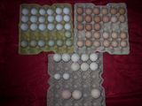 Oua gaini de rasa pentru incubatie