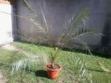 palmier de camera