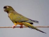 Papagali,fazani si turturele sălbatice de vânzare