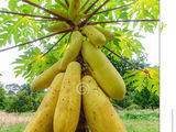 papaya hibrida