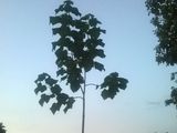 Pawlonia Elongata pueți. Copacul cu cea mai mare viteză de creștere din lume