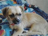 pechinez fetita pentru adoptie
