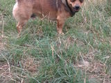 Pechinez spre adoptie