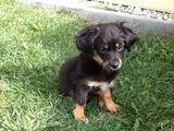 Pentru adoptie!!! Urgent!