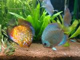 Pesti Discus de vanzare