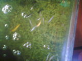 Pestisori Acvariu (vand pui Guppy,Black Molly)