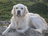 pierdut golden retriever zgarda maro