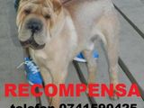 PIERDUT MASCUL SHAR PEI