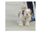 Pierdut Shih Tzu