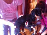 pinscher pitic