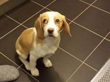 Pirdut Beagle