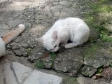 Pisici de rasa: Angora, Europeana si Bombay