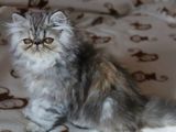 Pisici persane cu pedigree tip A, (4 generatii ale parintilor )