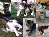 Pisici - Urgent!