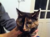 Pisicuta calico