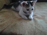 Pisicuta mica pentru adoptie