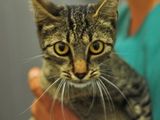 pisicuta sterilizata oferita gratuit spre adoptie