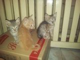 Pisicute pentru adoptie