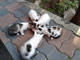 pisoi spre adoptie
