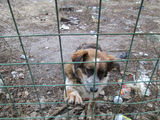 Pistruiata cere ajutor ! Pentru adoptie !