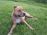 pitbull de vanzare