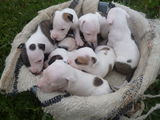 pitbull de vanzare