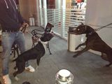 Pitbull Red Nose pentru monta