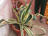 Planta Aloe Vera