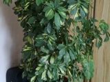 Planta de apartament