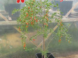 Plante Goji - Soiul Ningxia NQ1
