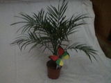 plante ornamentale