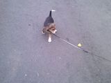 Plimb căţei în Cluj Napoca