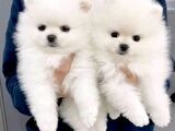 Pomeranian boo