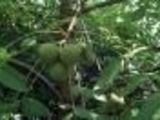 pomi fructiferi